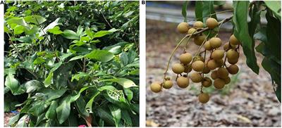 Investigating the Mechanism of Unilateral Cross Incompatibility in Longan (Dimocarpus longan Lour.) Cultivars (Yiduo × Shixia)